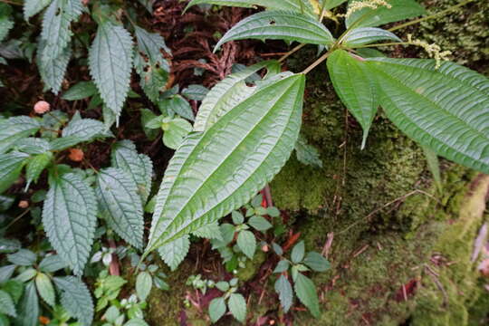 Image of Pilea melastomoides (Poir.) Wedd.