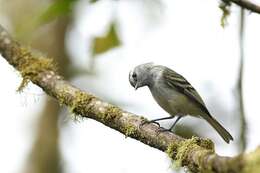 Image of White-tailed Tyrannulet