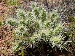 Image of Cylindropuntia imbricata subsp. rosea