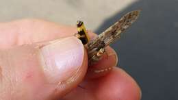 Image of Pallid-winged Grasshopper