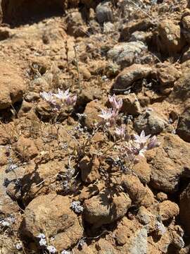 Sivun Dudleya crassifolia Dodero & M. G. Simpson kuva