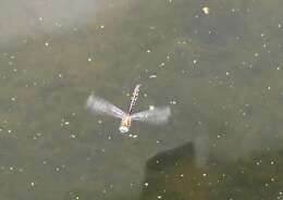 Image of Sentry Dragonfly