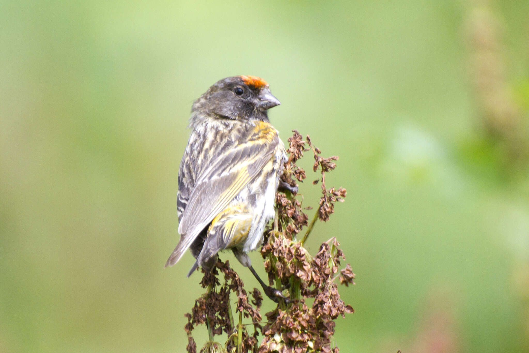Image of Fire-fronted Serin