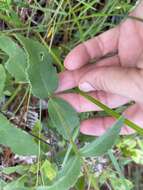 Image of coastal plain crownbeard