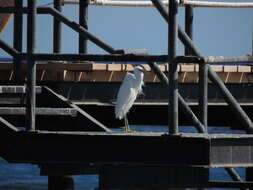 Egretta gularis schistacea (Hemprich & Ehrenberg 1828)的圖片