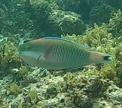 Image of Black crescent parrotfish