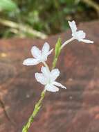 صورة Chamaeranthemum