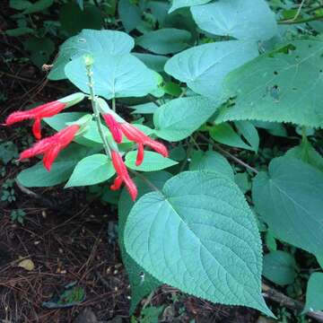 Image of Salvia gesneriiflora Lindl. & Paxton