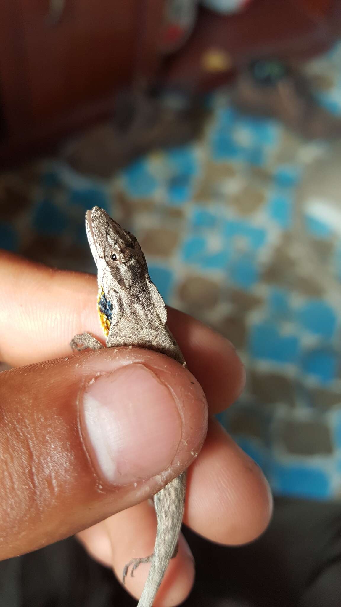 Image of Anolis sericeus Hallowell 1856