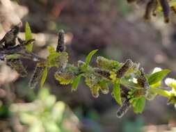 صورة Rhopalomyia anthophila (Osten Sacken 1869)