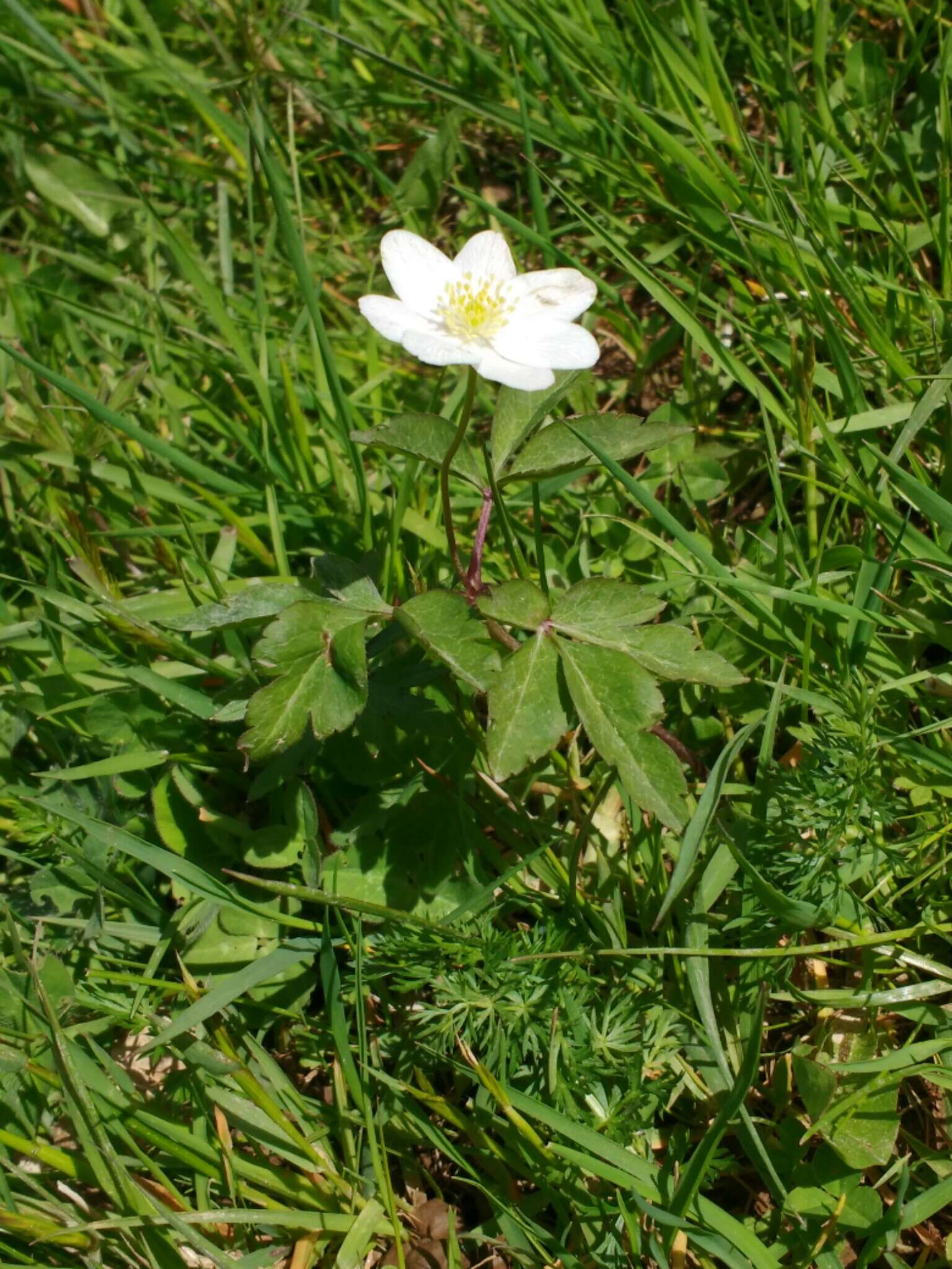 Imagem de Anemone trifolia subsp. trifolia