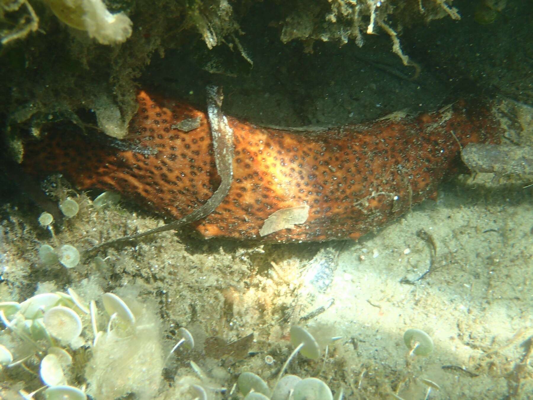 Image de concombre de mer ensablé