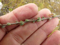 Imagem de Aspalathus oblongifolia R. Dahlgren