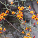 Image of <i>Daviesia incrassata</i> subsp. <i>reversifolia</i> (F. Muell.) Crisp