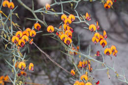 Image of <i>Daviesia incrassata</i> subsp. <i>reversifolia</i> (F. Muell.) Crisp