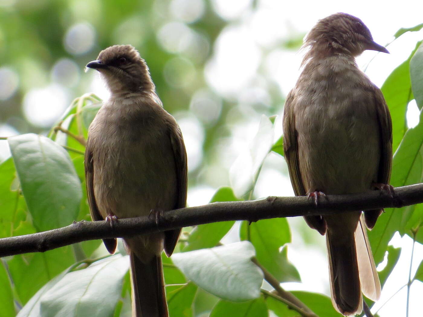 Image of Olive-winged Bulbul