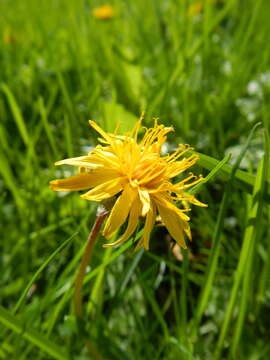 Image de Taraxacum palustre (Lyons) Symons