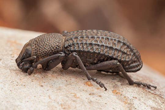 Image of Talaurinus rugifer MacLeay & W. S. 1913