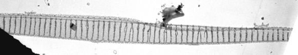 Image of <i>Pseudo-nitzschia multiseries</i>