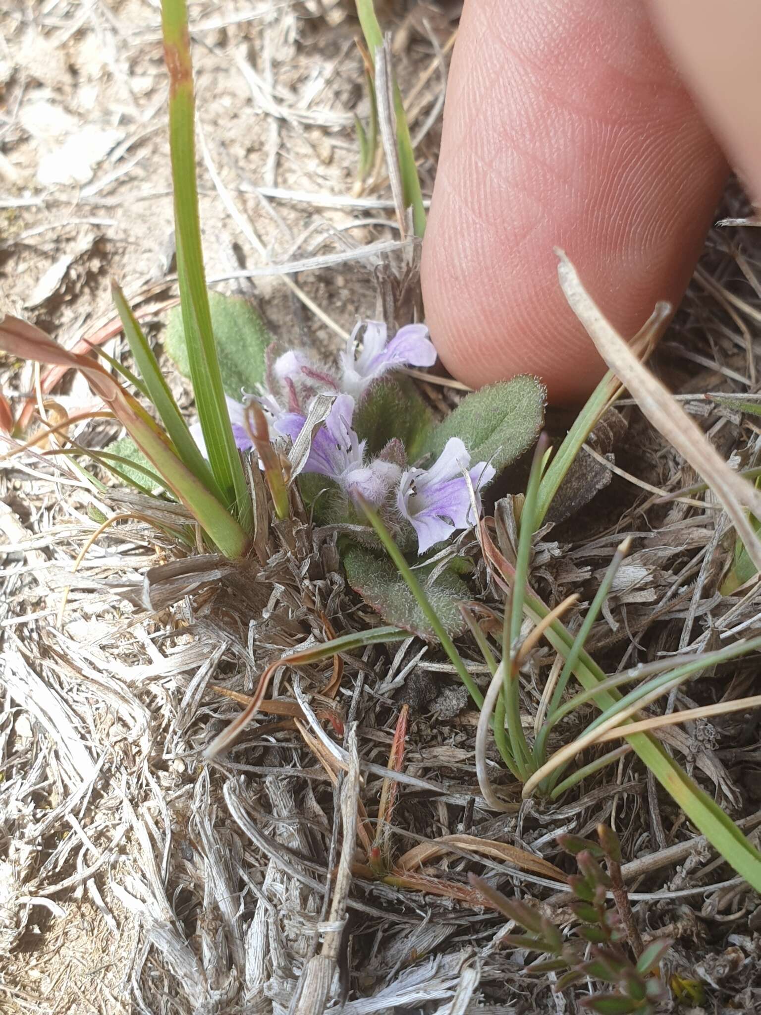 Image of Ajuga australis R. Br.