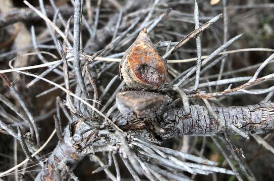 Image of Hakea vittata R. Br.