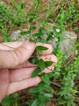 Image of spreading leastdaisy