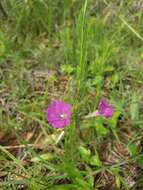 Plancia ëd Ipomoea capillacea (Kunth) G. Don