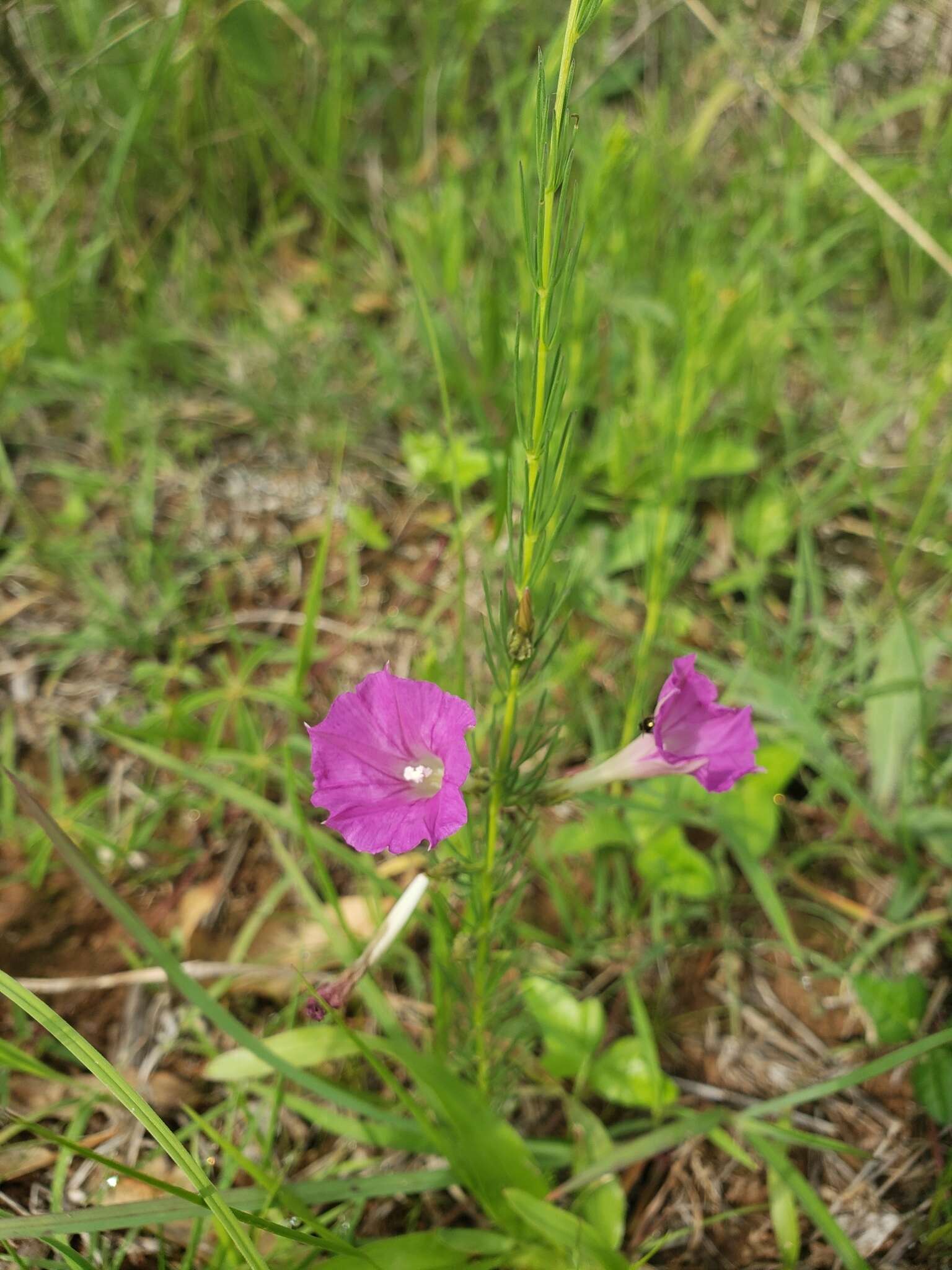 Plancia ëd Ipomoea capillacea (Kunth) G. Don