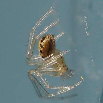 Image of Enoplognatha ovata (Clerck 1757)