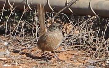 Image of Thick-billed Grasswren