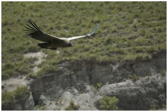Image of Andean Condor