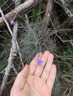 Image of Tillandsia mallemontii Glaz. ex Mez