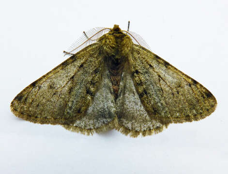 Image of pale brindled beauty