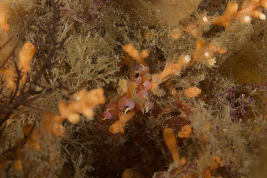 Image of Sea slug