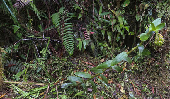 Image of Epidendrum colombianum A. D. Hawkes