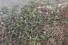 Image of Alderney Crane's-bill