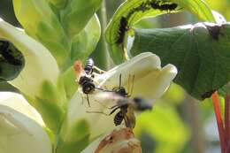 Image of Philanthus solivagus Say 1837