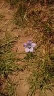 Image of Wahlenbergia capensis (L.) A. DC.