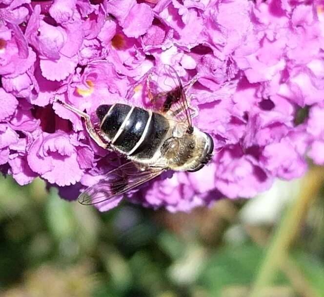 صورة Eristalis alpina (Panzer 1798)