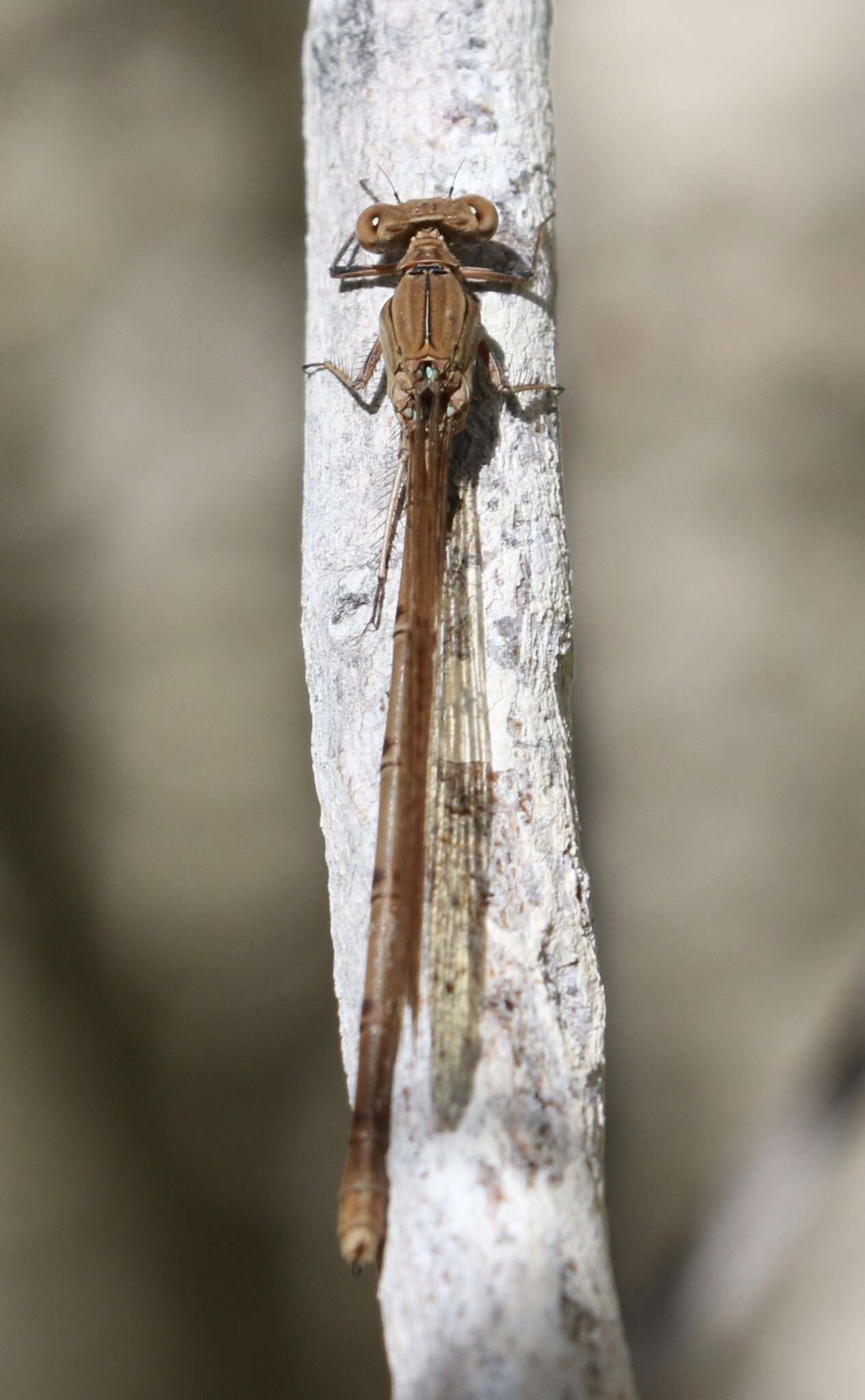 Image of Argia anceps Garrison 1996