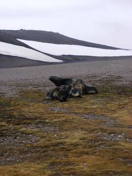 Image of Antarctic Fur Seal