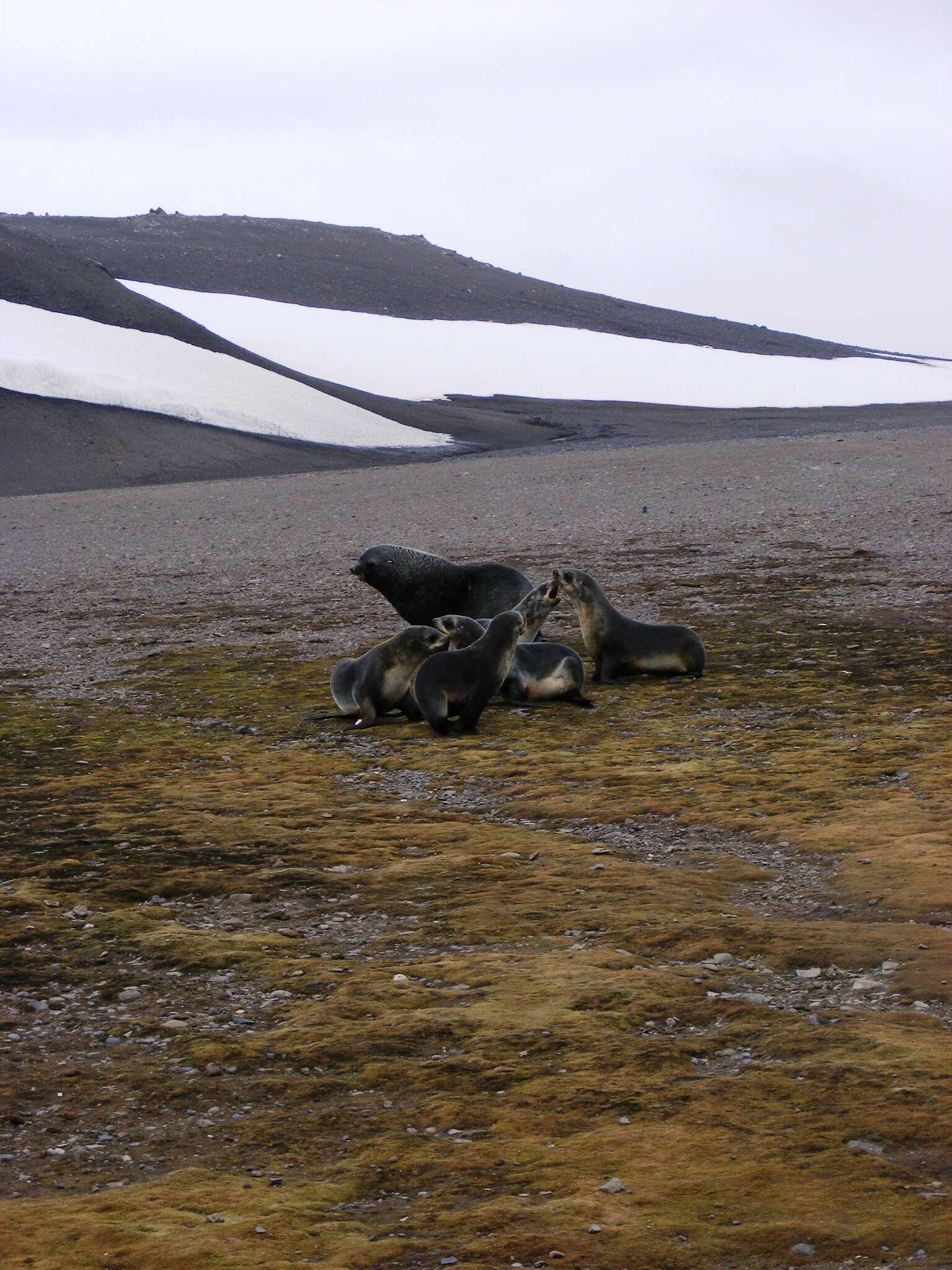 Image of Antarctic Fur Seal