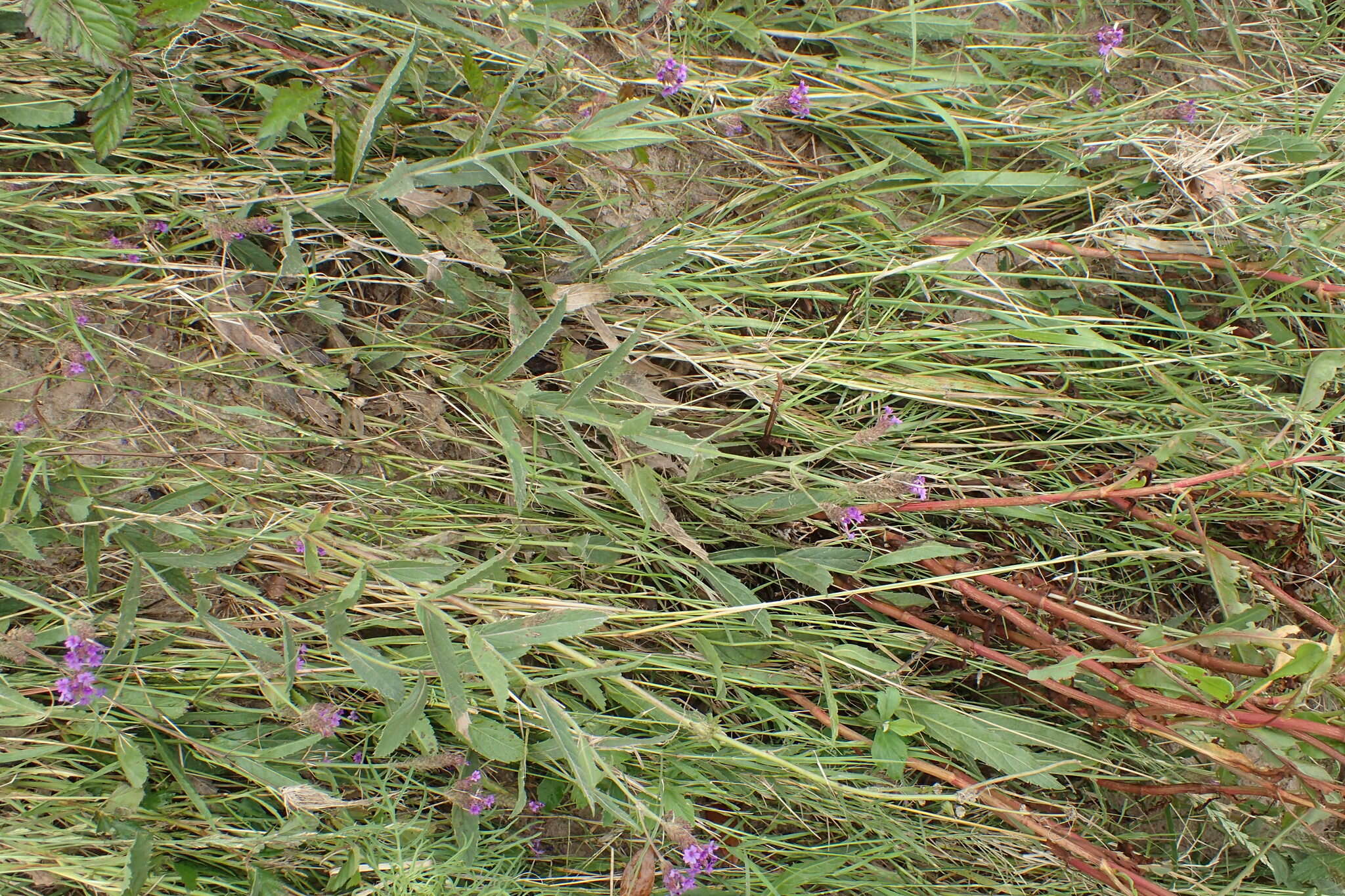 Image of tuberous vervain