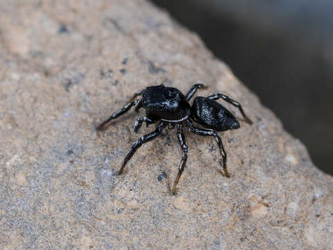 Image of Heliophanus potanini Schenkel 1963