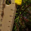 Image of Hibbertia intermedia (DC.) Toelken