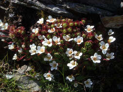 Sivun Saxifraga pedemontana subsp. cervicornis (Viv.) Engler kuva