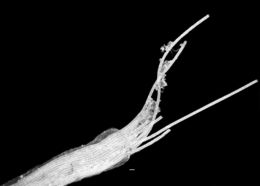 Image of <i>Thioploca araucae</i>
