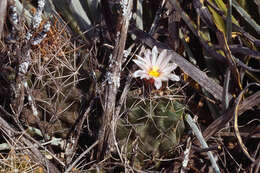 Image of Thelocactus tulensis (Polseg.) Britton & Rose