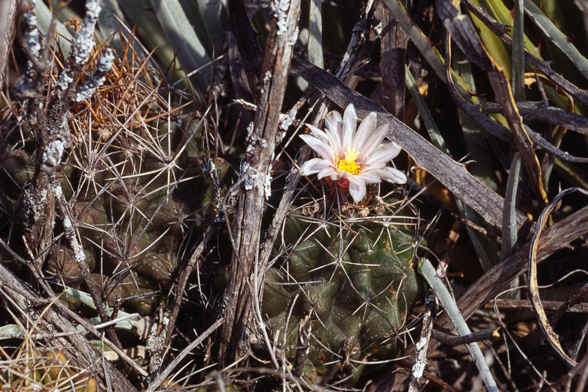 Image of Thelocactus tulensis (Polseg.) Britton & Rose