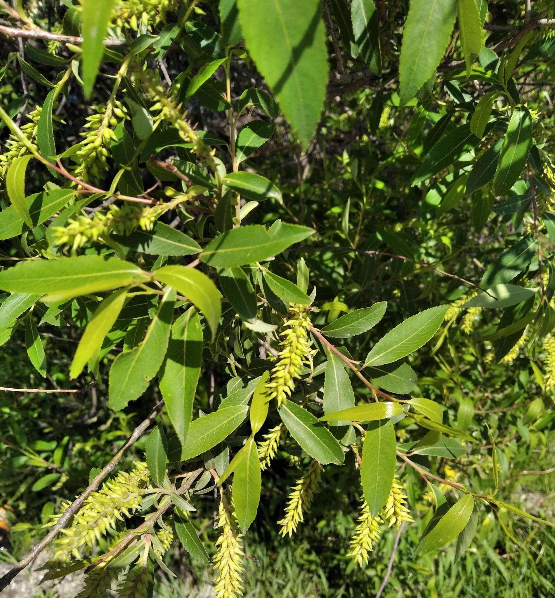 Image of Salix subfragilis Anderss.